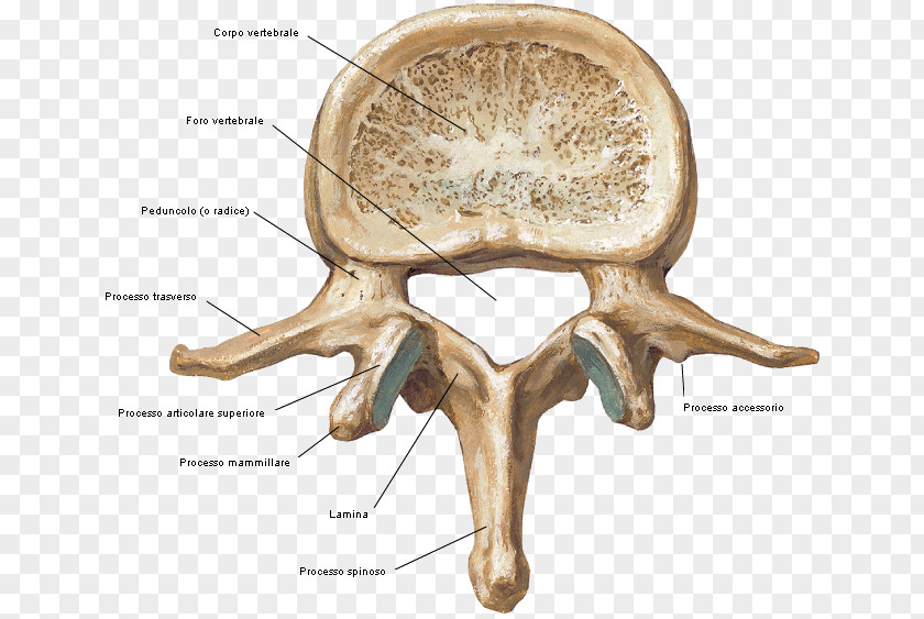 Lumbar Vertebrae Vertebral Column Anatomy PNG