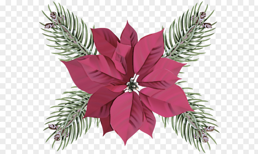 Magenta Pine Leaf Plant Pink Vascular Flower PNG