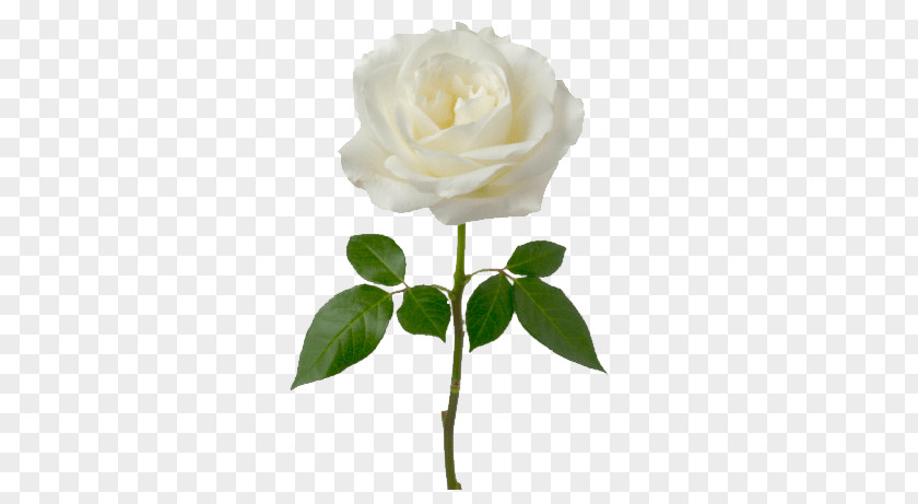 Single White Rose PNG Rose, white rose clipart PNG