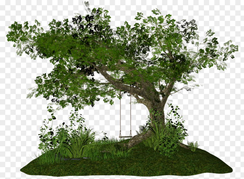 Tree PhotoScape Clip Art PNG