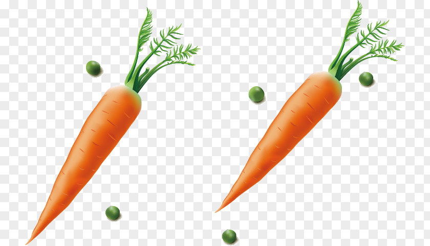 Vector Carrot Baby Diet Food Fruit PNG