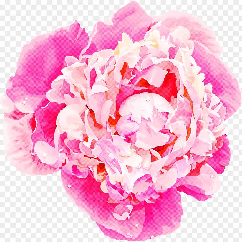 Chinese Peony Flower Pink Petal Cut Flowers Common PNG