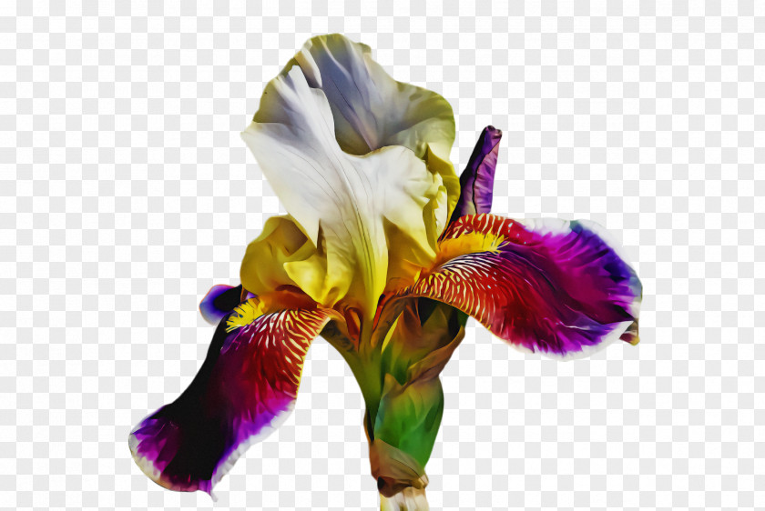 Flower Purple Petal Plant Iris PNG