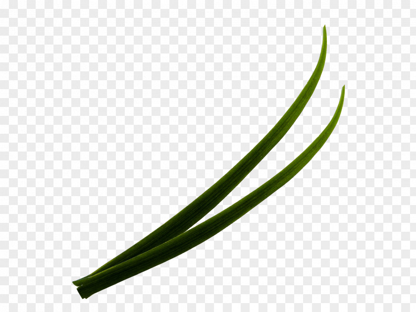 Grass Green Leaf Angle PNG