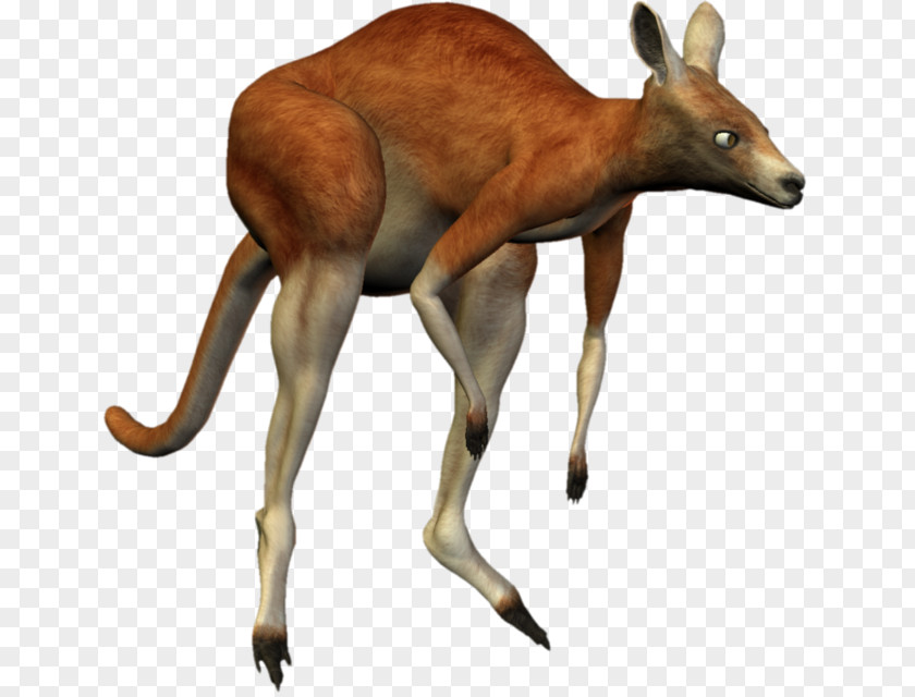 Kangaroo Macropodidae Musk Deers Animal PNG