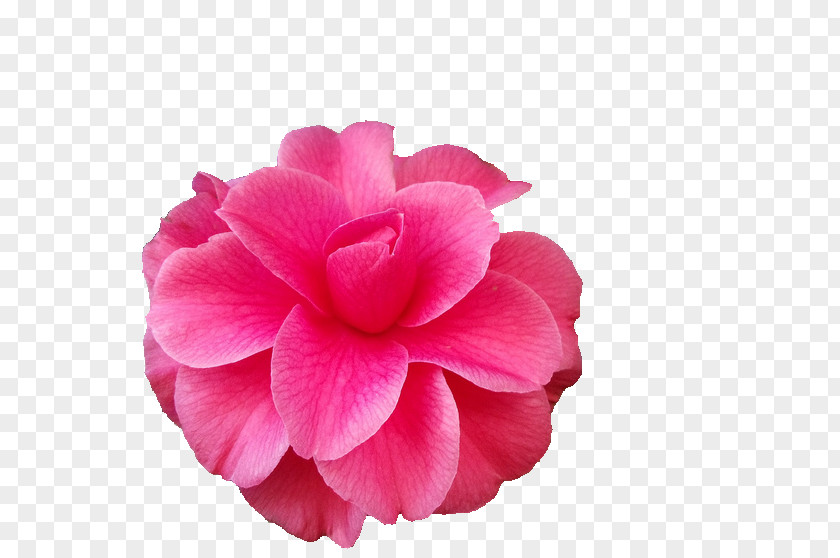 Pink Flower Japanese Camellia The Best Camellias Petal Rose PNG