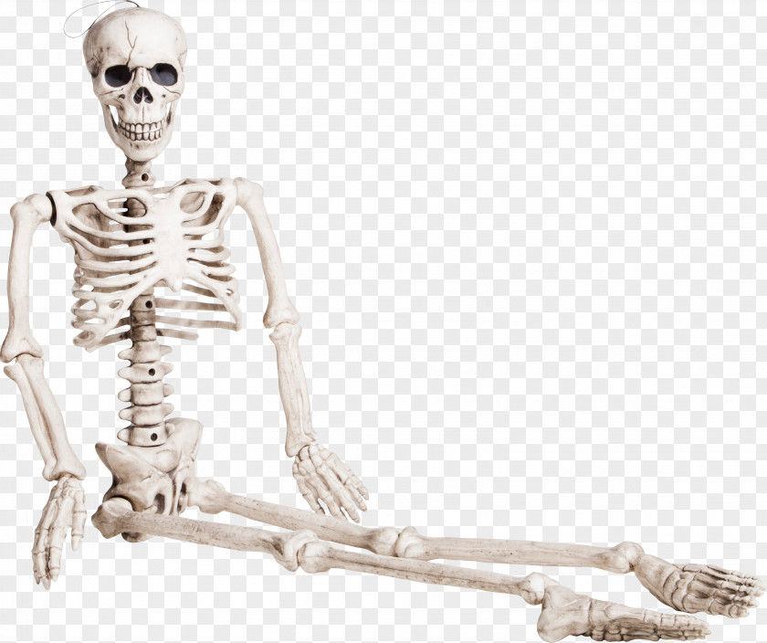 Seated Skeleton Human Bone Homo Sapiens PNG