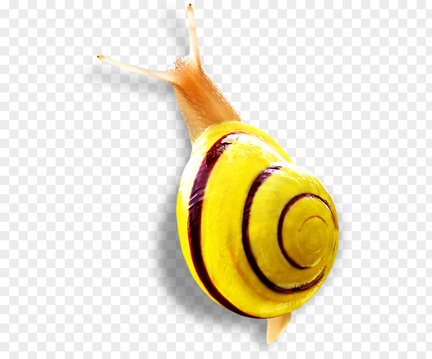 Snail Insect Close-up PNG