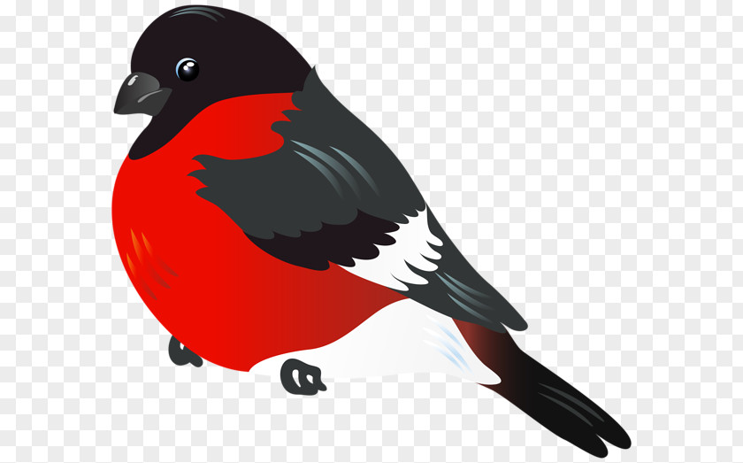 Bird Parrot Northern Cardinal Clip Art PNG