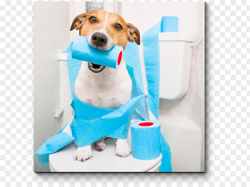 Floss Dog Pet Sitting Puppy Diarrhea PNG