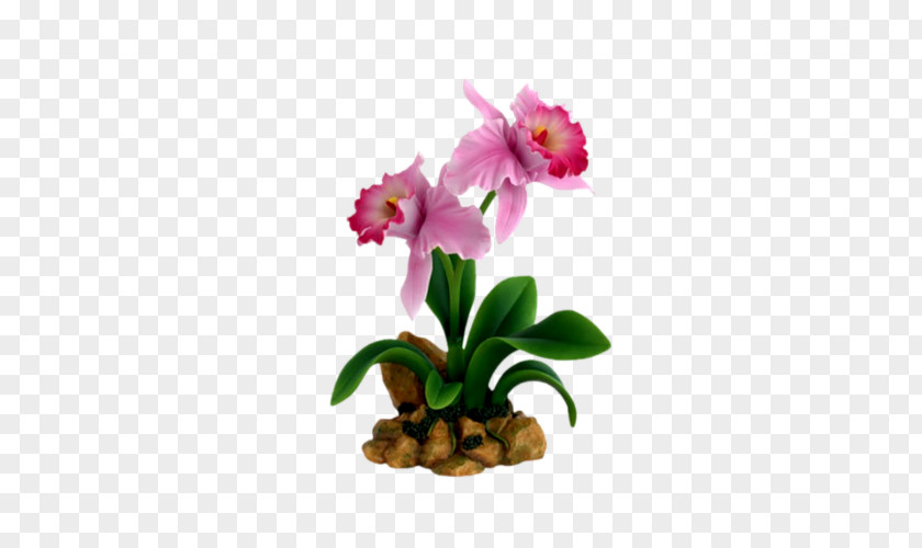 Happy Women's Day Flower Belmont Orchids Cattleya Dendrobium PNG