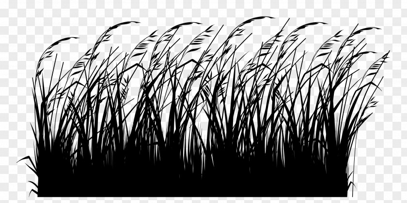 Le Jardinage Facile Ornamental Grass Switchgrass Gardening Winter PNG