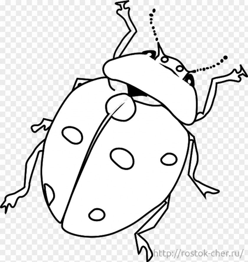 Beetle Coloring Book Drawing PNG