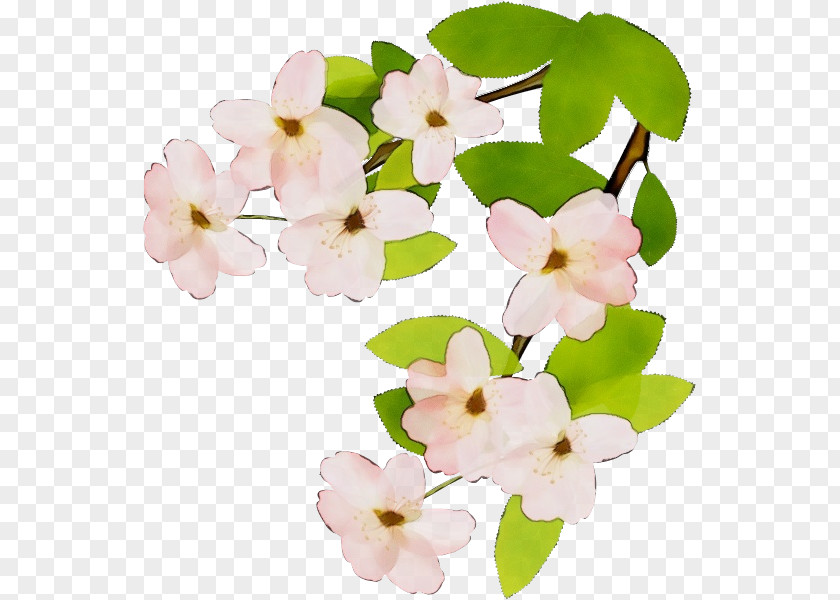 Impatiens Cut Flowers Flower White Petal Pink Plant PNG