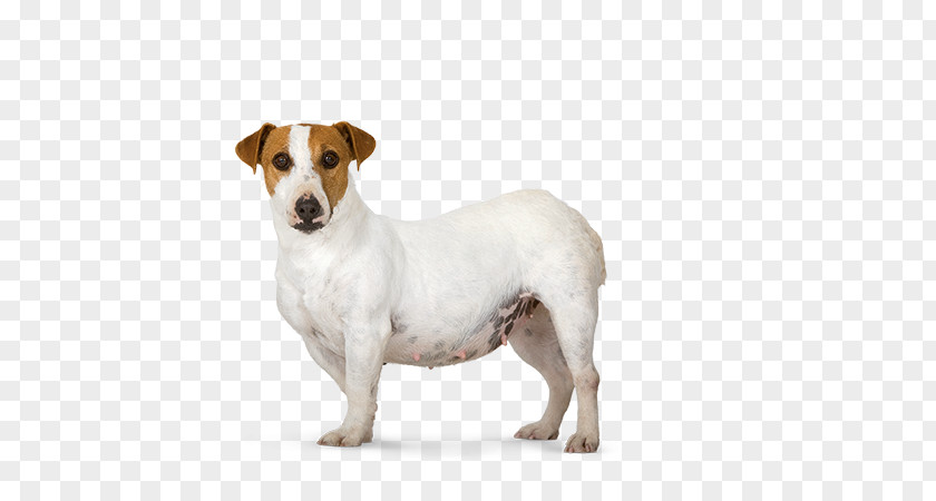 Little Dog Jack Russell Terrier Parson Breed Dachshund Poodle PNG