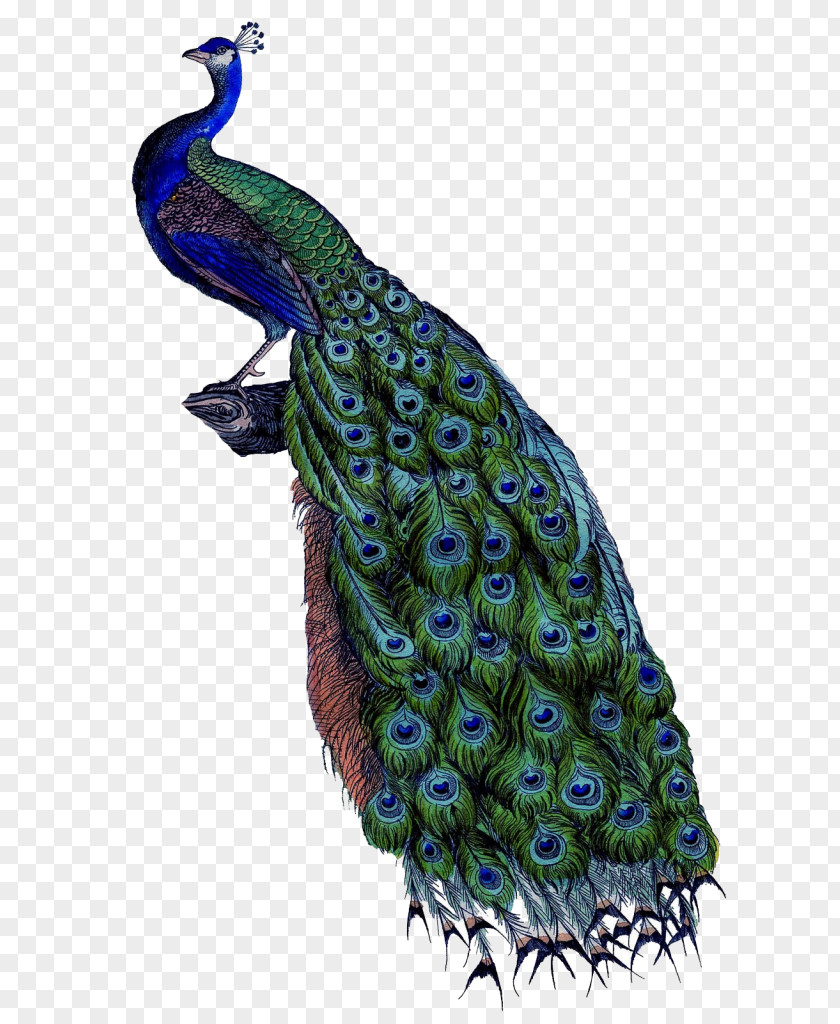 Peacock Pattern Pavo Painting Art Canvas Wall PNG