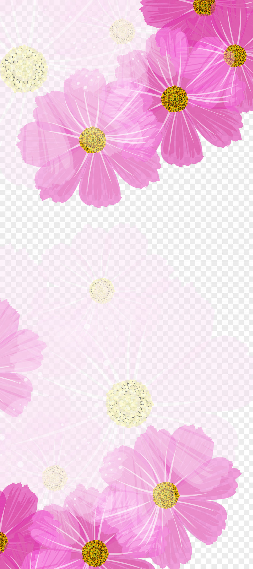 Purple Chrysanthemum Background Color PNG