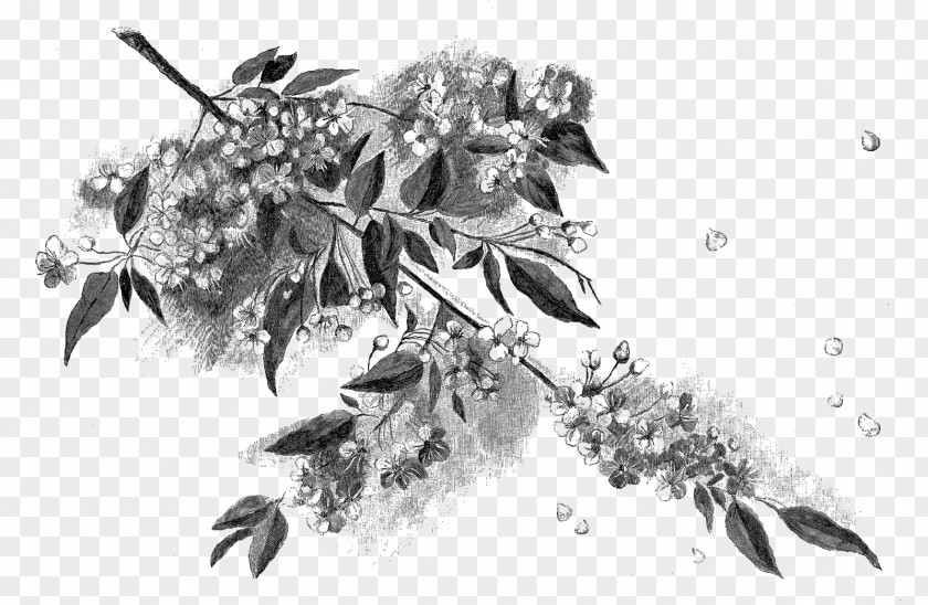Cherry Blossom Black And White Drawing Motif Sketch PNG