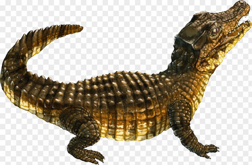 Continental Topic Nile Crocodile Spectacled Caiman American Alligator Crocodiles PNG
