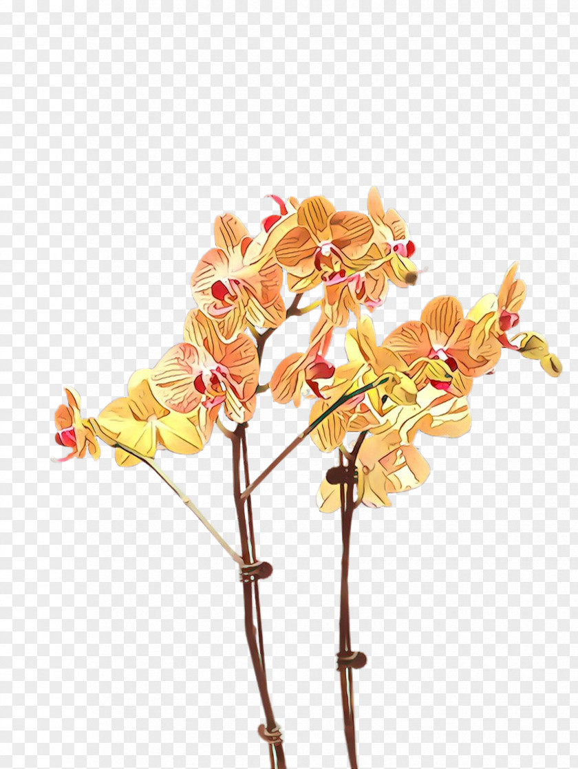 Flower Plant Moth Orchid Cut Flowers Branch PNG