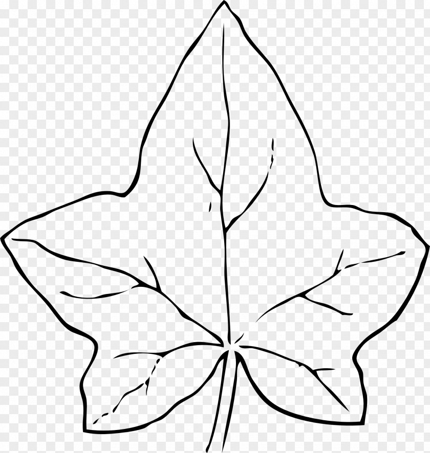 Leaf Outline Common Ivy Clip Art PNG