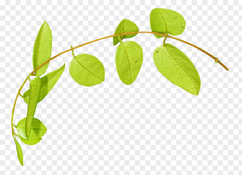 Leaf Plant Stem Herbaceous PNG