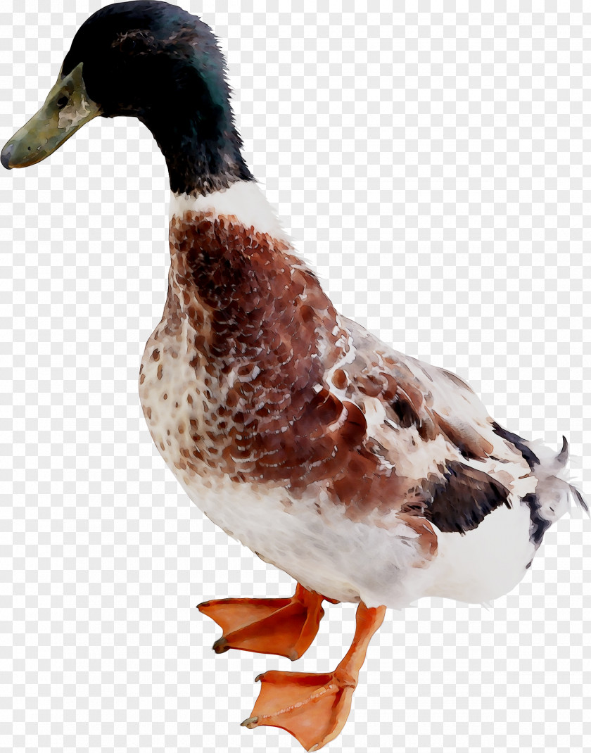 Mallard Duck Goose Bird Verse PNG