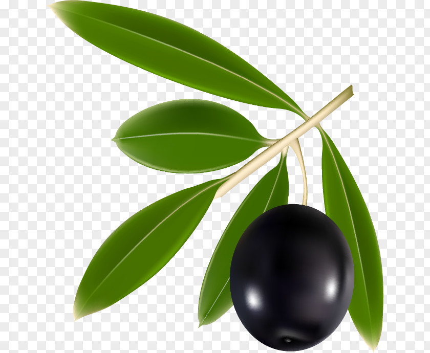 Olive Oil Kalamata Bottle PNG