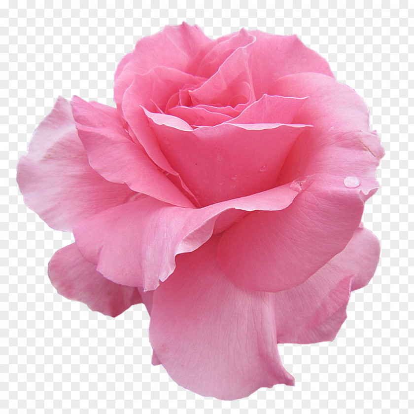 Pale Pink Paper Parasols Garden Roses Rosengarten, Bad Kissingen Rose Photography PNG