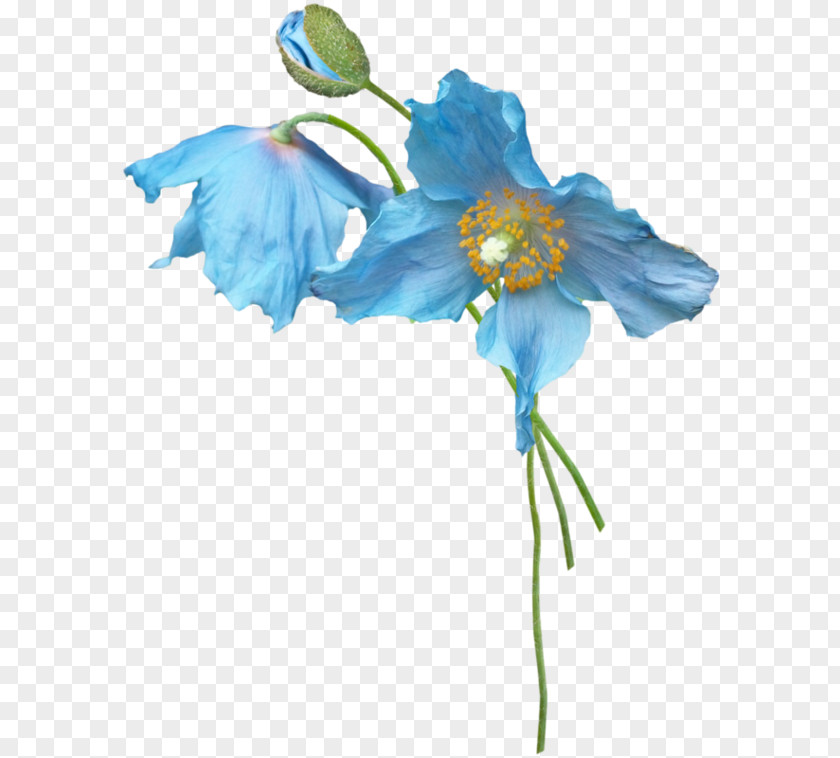 Blue Cartoon Flower Bud Petal Plant Stem PNG