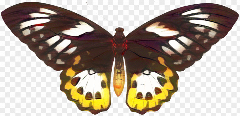 Emperor Moths Melanargia Galathea Larva Cartoon PNG