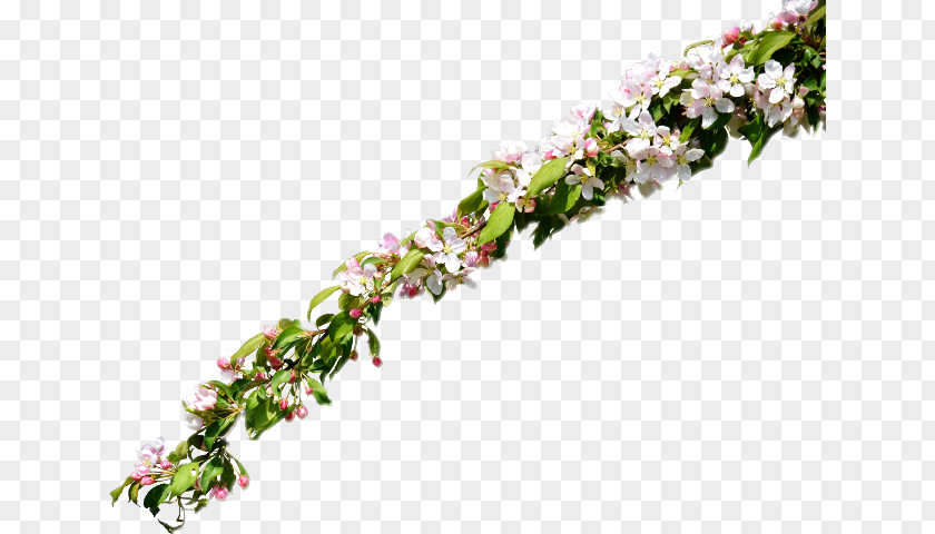 Flower Floral Design Twig Clip Art PNG