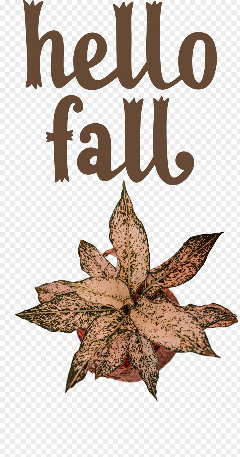 Hello Fall Fall Autumn PNG