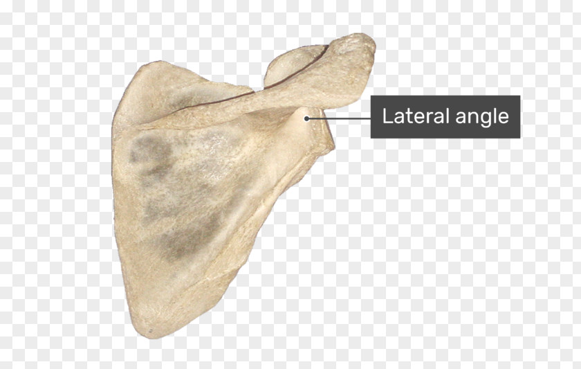 Medial Border Of Scapula Spine Supraspinatous Fossa Infraspinatous Infraglenoid Tubercle PNG