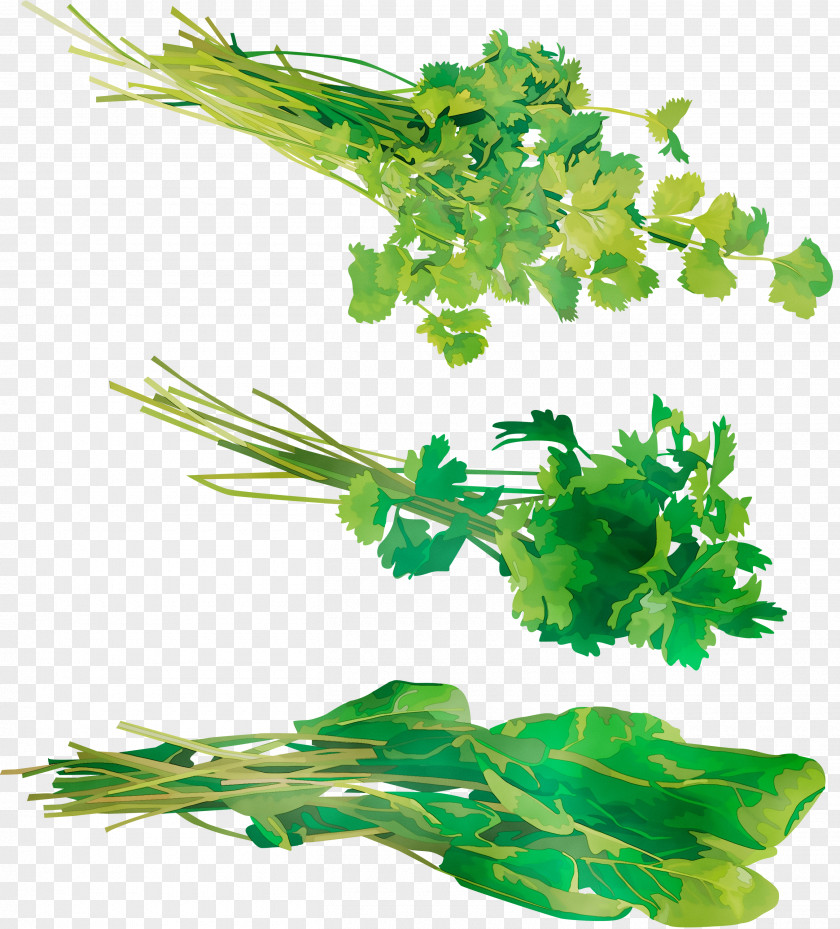 Parsley Coriander Plant Stem Leaf Aquarium PNG