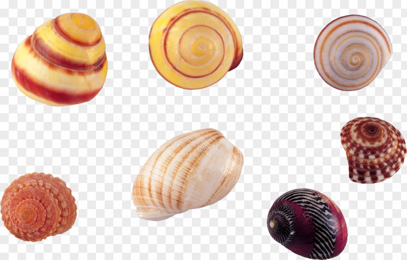 Shell,conch Seashell Conch Wallpaper PNG