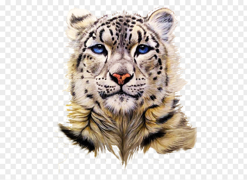 Snow Leopard Head Portrait Drawing Tiger Clouded Painting PNG