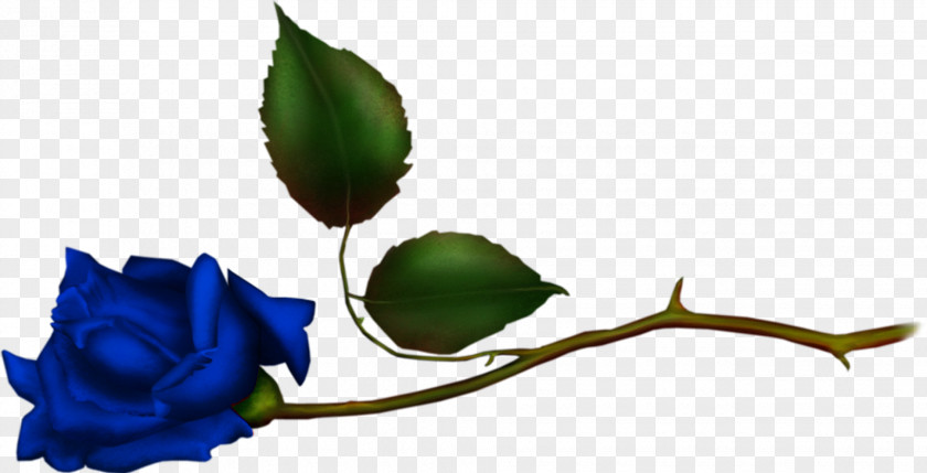 Flower Garden Roses Blue Rose Bokmärke PNG