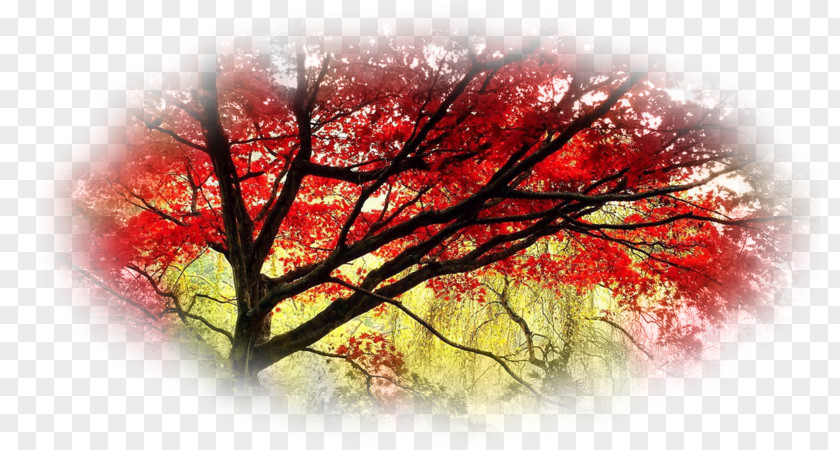 Japan Japanese Maple Tree Desktop Wallpaper Garden PNG