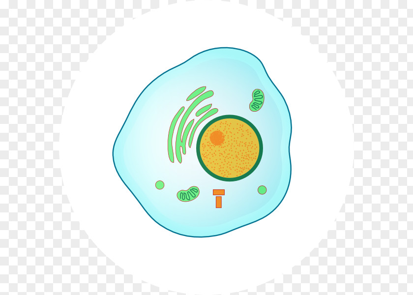 Phase Prophase Interphase Mitosis Metaphase G1 PNG