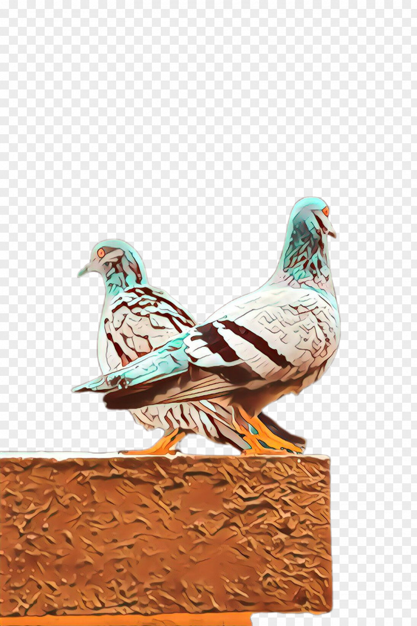 Rock Dove Pigeons And Doves Feather PNG