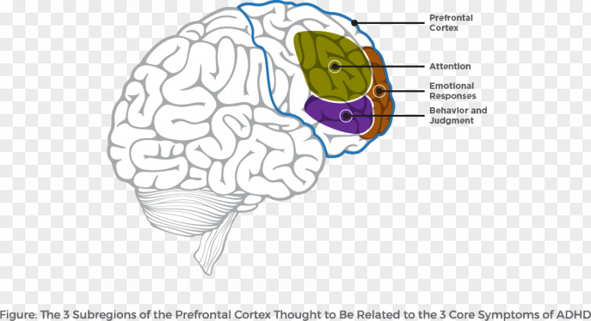 Attention Deficit Hyperactivity Disorder Lobes Of The Brain Prefrontal Cortex Frontal Lobe PNG