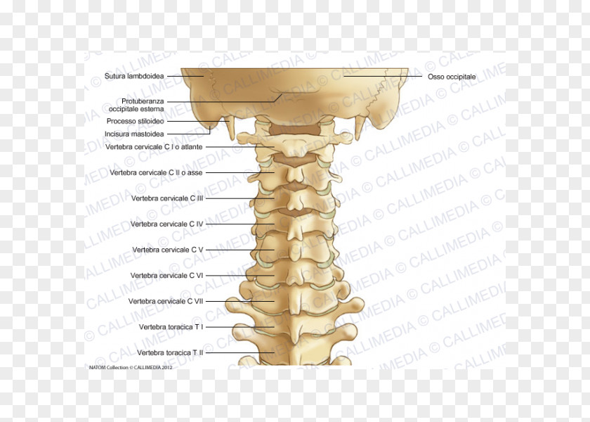 Cervical Collar Vertebrae Vertebral Column Atlas Anatomy Ligament PNG