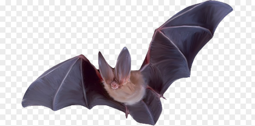 Creative Bat Flight Raccoons Mammal PNG