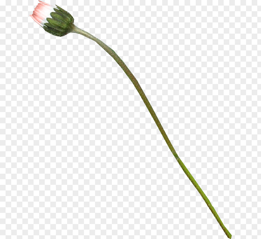 Flower Flowering Plant Line Stem PNG