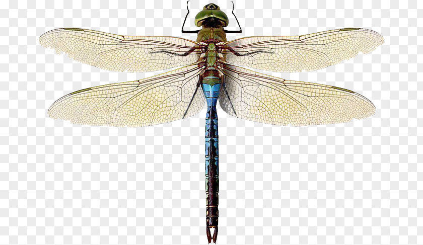 Insect Green Darner Damselfly Hairy Dragonfly Migrant Hawker PNG