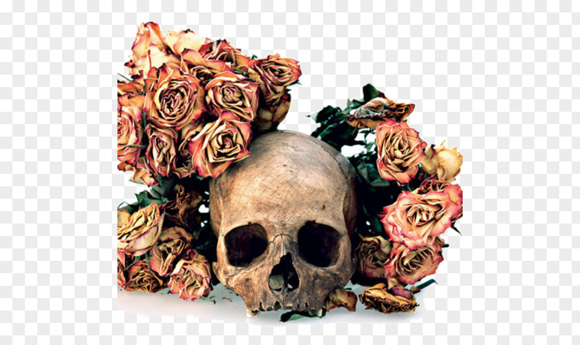 Skull Flowers, Skulls, Contacts Human Symbolism Photographer Still Life PNG