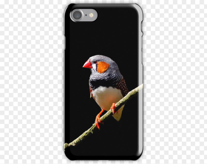 Zebra Finch IPhone 5 4 Mobile Phone Accessories Telephone 6S PNG