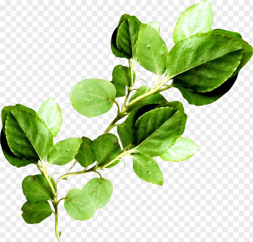 Branch Leaf Vegetable Plant Stem Clip Art PNG