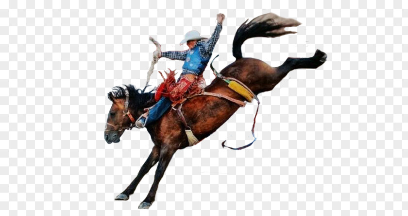 Horse Rodeo Cowboy Cattle PNG